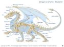 Le Squelette du dragon